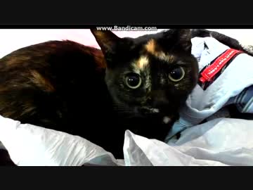 お目目クルクル ~(=^･ω･^)ﾉ