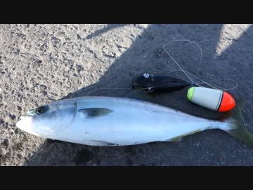 アウトドアをやろう！「イナダ釣って食べるぞ」 in 八丈島 釣り編