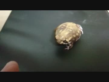 アメフクラガエル　手は