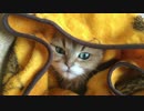 ブランケットの上で寝てるねこをつつんだらかわいすぎた