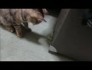 ななこの成長日記その5【再投稿】