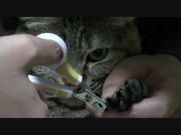 拾いねこ＠生後1618/1585日目　爪切りアコツキ