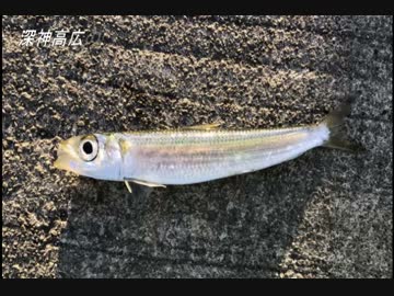 釣り動画ロマンを求めて　13釣目（大磯港）