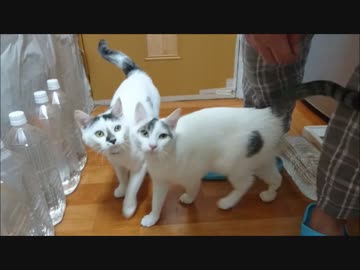 朝のひととき、お戯れ～そして誰もいなくなった～