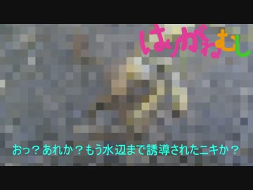 トカゲの喧嘩に遭遇した＆カマキリの共食い現場に遭遇した。