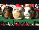 【池田動物園】　サンタモルモット