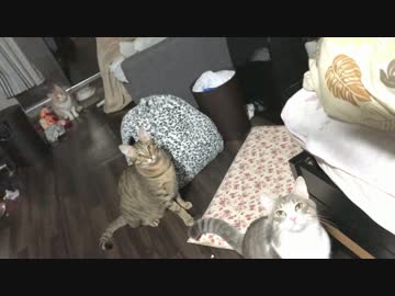 投げて！投げて！とネズミをもってくる猫【超かわいい】