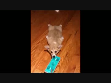 コーギーのモップ