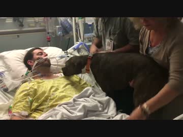 飼い主にお別れを言う犬の姿が、せつな過ぎる.....