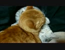 押さえつけられる仔猫