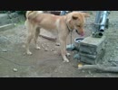 みかん犬