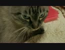 【264】ジャン❤︎ポン　ジャンくんのお腹をブラッシング