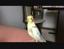 【ラブライブ！】sunny day songを歌うオカメインコ