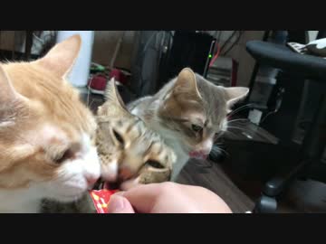 【まるで鯉】チュールに群がる猫たち！もうめちゃくちゃ…