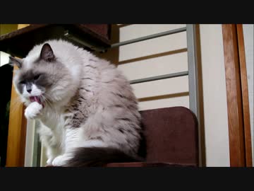 もふもふまねきたぬこ