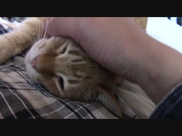 拾いねこ＠生後1619/1586日目　匠さん20代最後の日・・ｗ