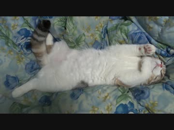 布団でくつろぐ足長マンチカンのさくら