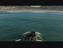 【在日米海兵隊】揚陸艦から下船した海兵隊の水陸両用車が砂浜に上陸