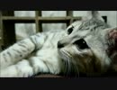 くぐる仔猫