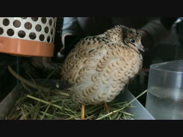 ヒメウズラの産卵