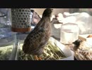 ヒメウズラの鳴き声 その１