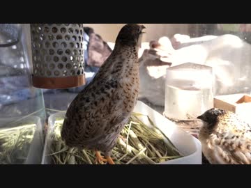 ヒメウズラの鳴き声 その１