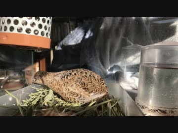 日向で羽づくろいするヒメウズラ