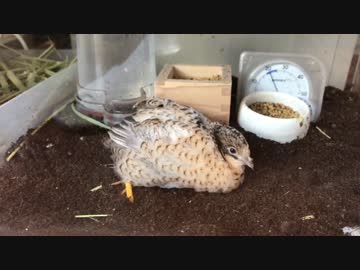 砂浴びしそうでしないヒメウズラ