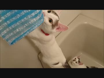 風呂場で遊ぶ猫