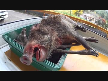 狩猟の現場から ニアミス 閲覧注意！【巻狩り】猪もゲット！