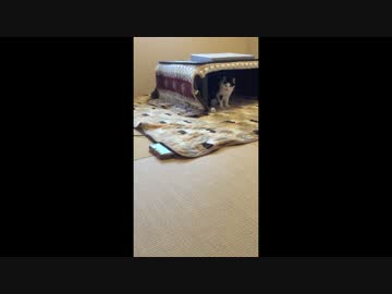 くるねこ大和　20161213