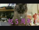 【268】ジャン❤︎ポン　12月13日 ジャンくん家猫生活５周年