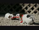 【Xmas】 クリスマスの予行演習に気合を入れて取り組む子犬たち