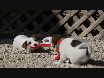 【Xmas】 クリスマスの予行演習に気合を入れて取り組む子犬たち