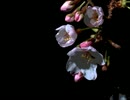 【刀剣乱舞ED-恋と浄土の八重桜】吹奏楽アレンジ(MIDI音源)