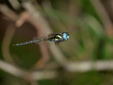 どれくらい見たことあるかな？トンボ大集合。