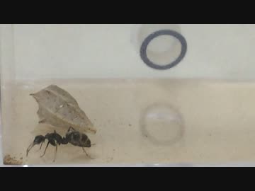 蟻戦争＃84 リアルトランセル？ アリVSアオムシ(蛹)編