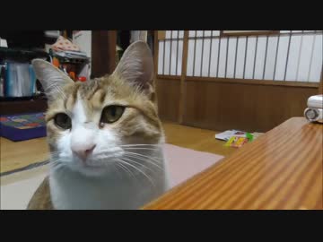 食事中に無言の圧力を送ってくる猫。食べににくいんですけど・・・