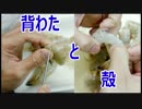 エビの下処理（背わた、殻）