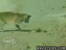 【激闘】　猫　VS　蛇