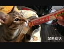 チュールがほしくて禁断症状が出る猫