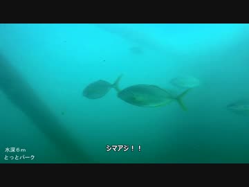 水中カメラ沈めてみた129　大阪の海釣り公園でシマアジを追う！