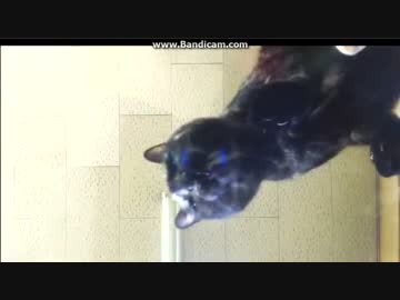 ~(=^･ω･^)ﾉ　ぺろぺろぺろぺろぺろ②