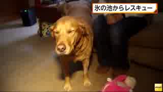 遊んでいた犬に悲劇が...　氷の池から救助　