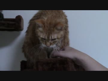 拾いねこ＠生後1621/1588日目　アコツキハガキプレゼントはじめますー。