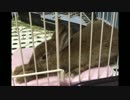 うさぎのモカとの思い出