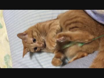 【ポケモンSM】対戦ゆっくり実況005 アローラ御三家修羅パでレートに挑戦