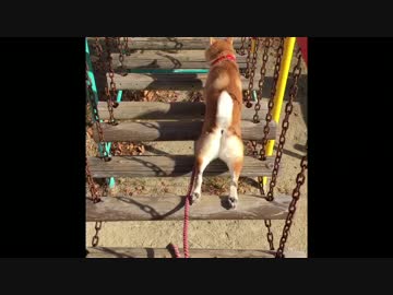 ほふく前進で橋を渡る柴犬