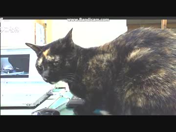 ~(=^･ω･^)ﾉ　お尻もぞもぞ