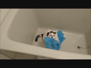 エ○イ物を見つけたからお持ち帰りするニャ